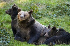 Braunb�rin  - Zum Vergroessern klicken!